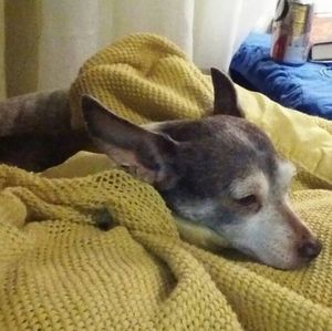 Meet your Posher, Judy